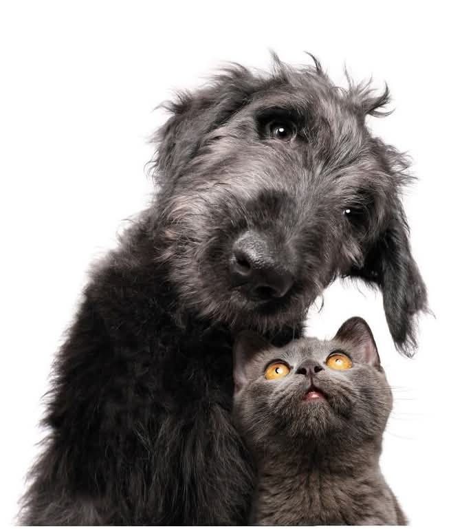 Cachorro de pelo escuro e gato cinza juntos