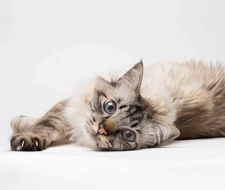 Gato de olhos azuis deitado sobre fundo claro
